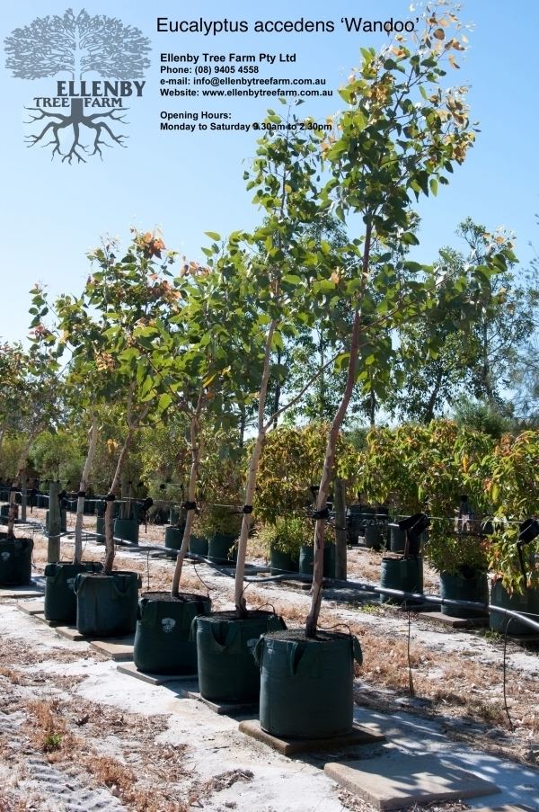 Eucalyptus accedens Eucalyptus accedens 39Smooth Bark Wandoo39 Ellenby Tree Farm