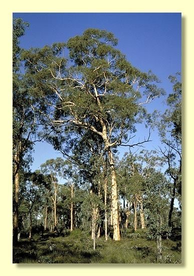 Eucalyptus accedens Eucalyptus accedens