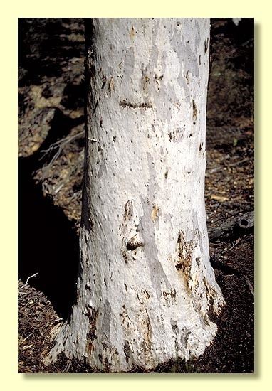 Eucalyptus accedens Eucalyptus accedens