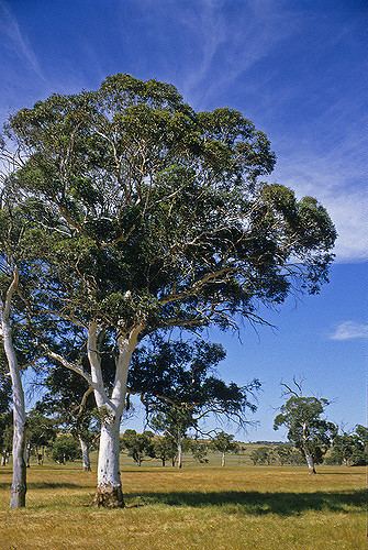 Eucalyptus accedens Eucalyptus accedens Photographer Ivan Holliday Russell Dahms