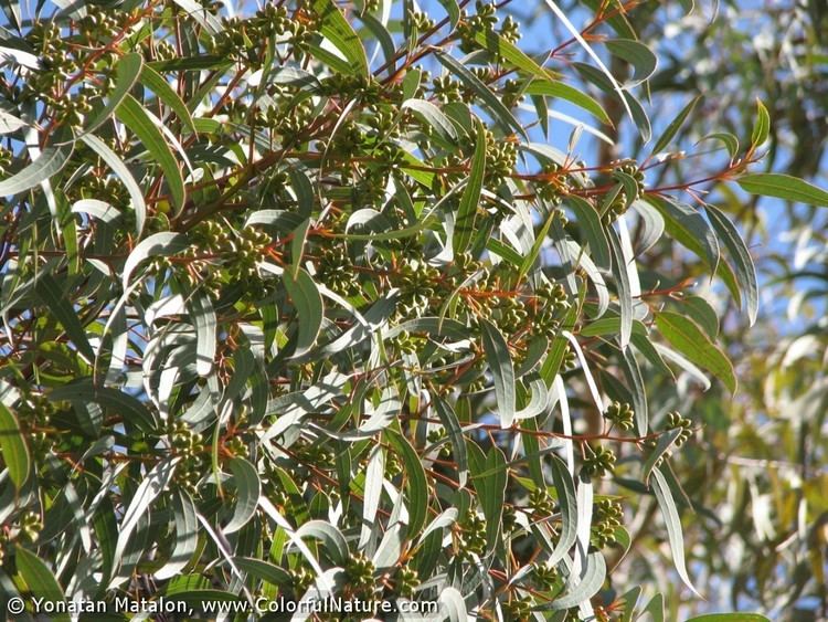 Eucalyptus accedens Eucalyptus Accedens 3