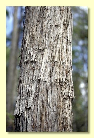 Eucalyptus acmenoides Eucalyptus acmenoides
