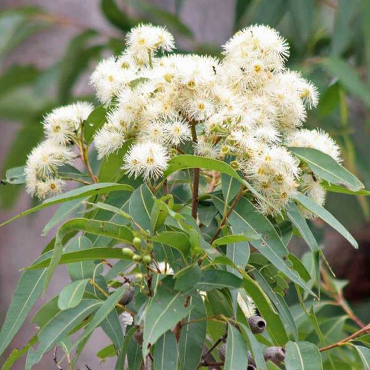 Eucalyptus acmenoides Australian Seed EUCALYPTUS acmenoides