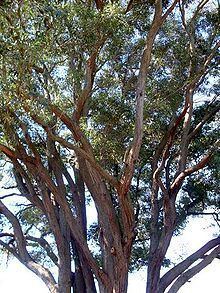 Eucalyptus acmenoides httpsuploadwikimediaorgwikipediacommonsthu