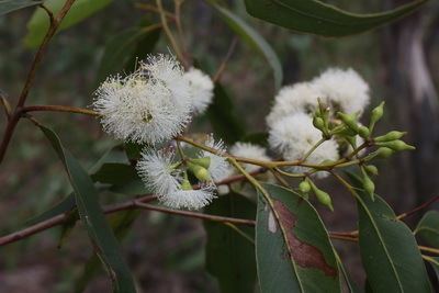 Eucalyptus acmenoides SGAP Townsville Eucalyptus acmenoides