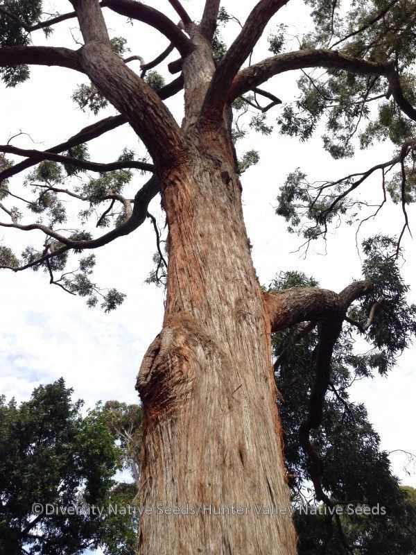Eucalyptus acmenoides Eucalyptus acmenoidesWhite Mahogany Diversity Native Seeds