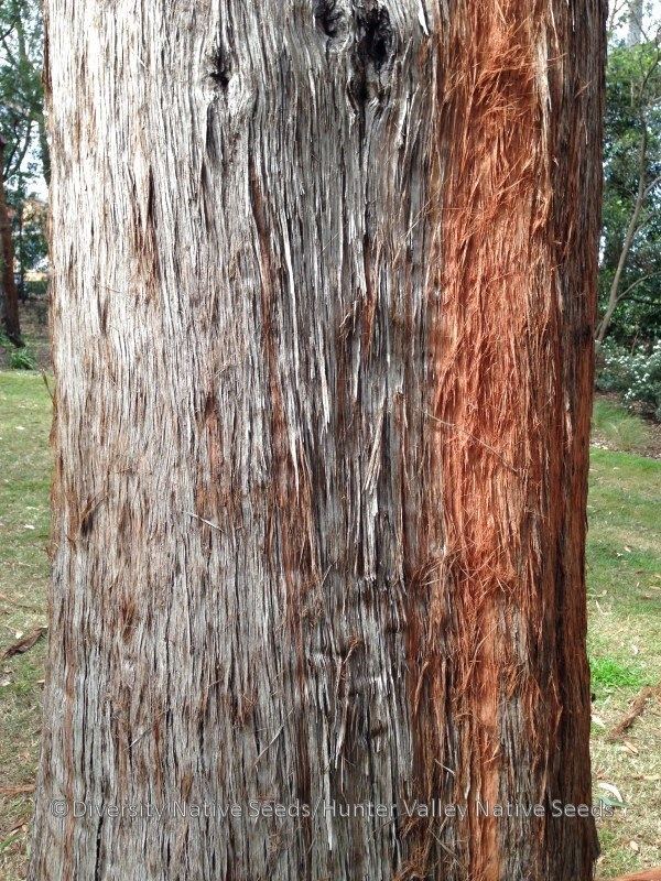 Eucalyptus acmenoides Eucalyptus acmenoidesWhite Mahogany Diversity Native Seeds