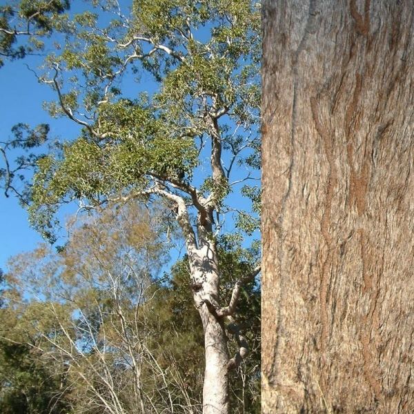 Eucalyptus acmenoides Eucalyptus acmenoides Noosa39s Native Plants