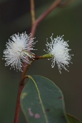 Eucalyptus acmenoides SGAP Townsville Eucalyptus acmenoides