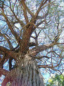 Eucalyptus agglomerata httpsuploadwikimediaorgwikipediacommonsthu