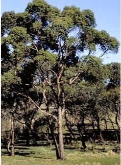 Eucalyptus aggregata Eucalyptus aggregata Black Gum Buy Online UK Supplier Hardy