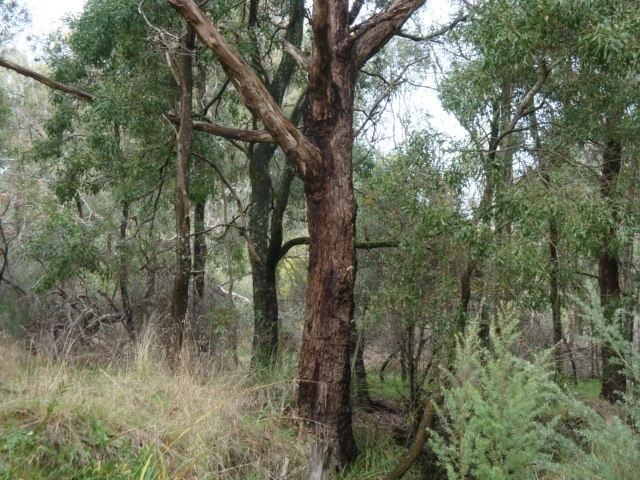 Eucalyptus aggregata VHD