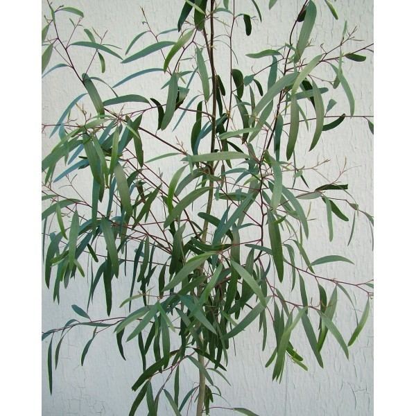 Eucalyptus aggregata Eucalyptus aggregata Black Gum Grafton Nursery