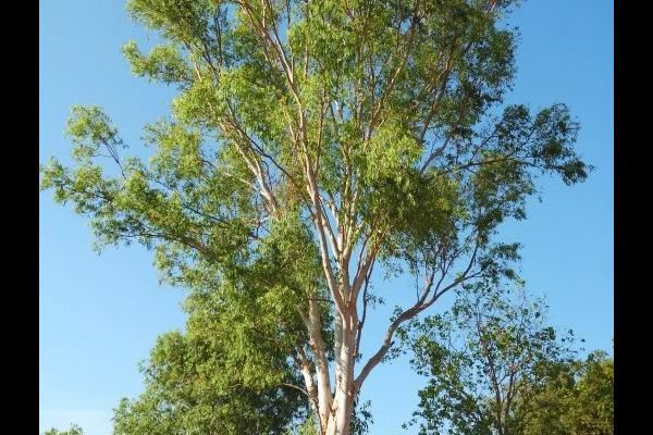 Eucalyptus alba - Wikipedia