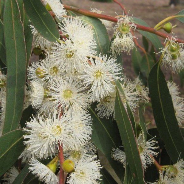 Eucalyptus alba - Alchetron, The Free Social Encyclopedia