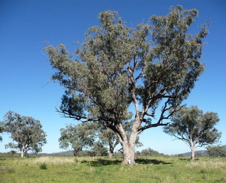 Eucalyptus albens Tree Register National Register of Big Trees