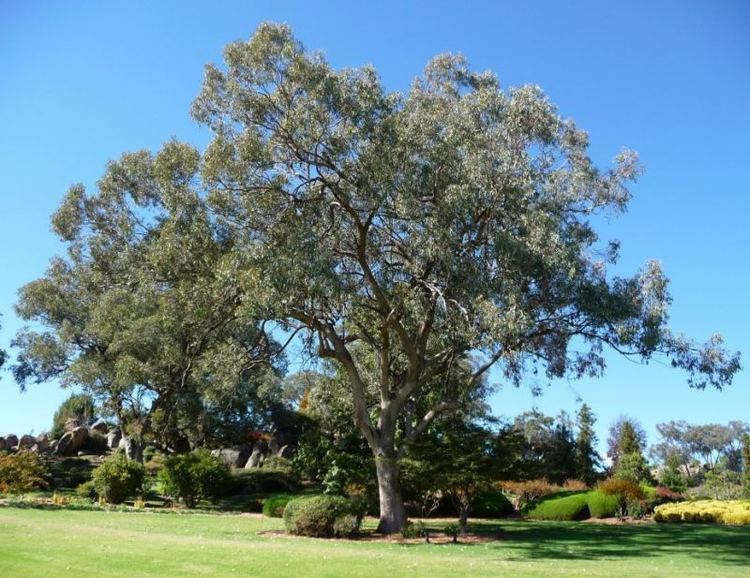 Eucalyptus albens White Box WT Landcare Flora Index