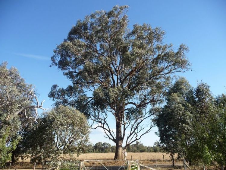 Eucalyptus albens Tree Register National Register of Big Trees