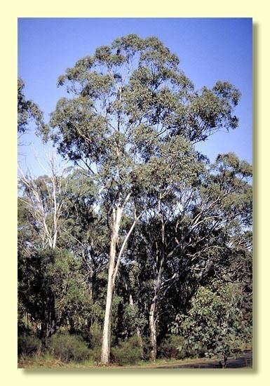 Eucalyptus albens httpswwwanbggovaucpbrcdkeysEuclidsample