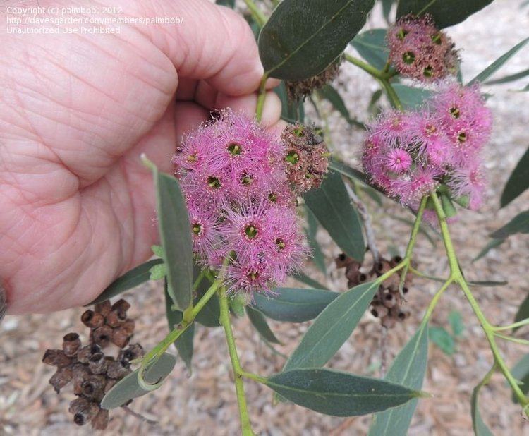 Eucalyptus albopurpurea picsdavesgardencompics20121215palmbob77416