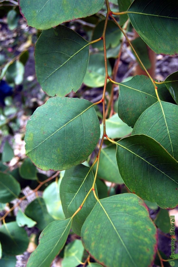 Eucalyptus amplifolia Myrtaceae Eucalyptus amplifolia cabbage gum