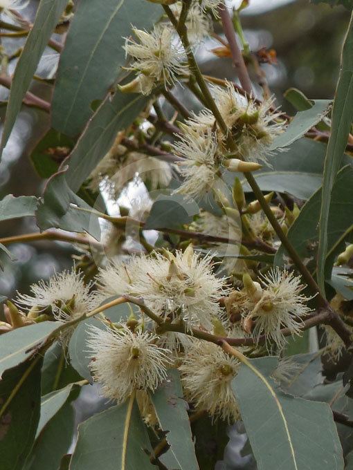 Eucalyptus amplifolia Eucalyptus amplifolia Cabbage Gum information amp photos