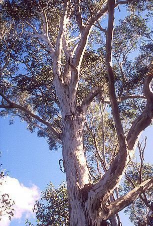 Eucalyptus amplifolia 900051jpg