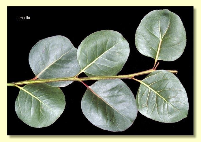 Eucalyptus amplifolia Eucalyptus amplifolia subsp amplifolia