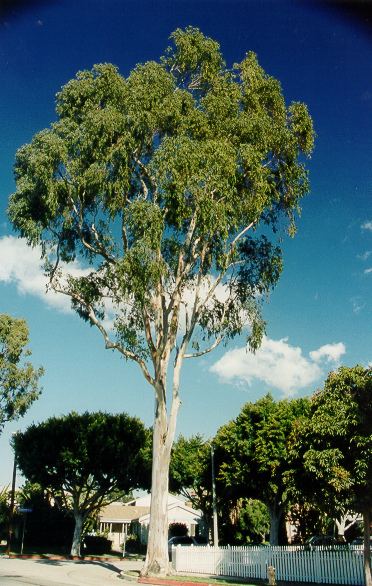 Eucalyptus amplifolia Eucalyptus amplifolia Cabbage Gum Santa Monica Urban Forest Flickr