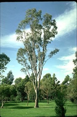 Eucalyptus amplifolia Eucalyptus amplifolia 8185323218140092jpg