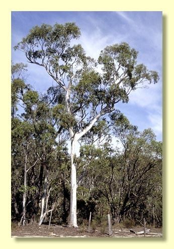 Eucalyptus amplifolia httpswwwanbggovaucpbrcdkeysEuclidsample