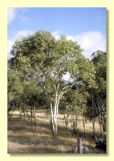 Eucalyptus amplifolia Eucalyptus amplifolia subsp sessiliflora