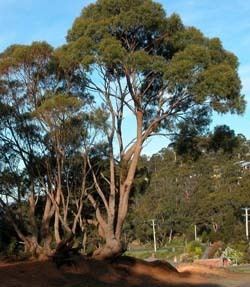 Eucalyptus amygdalina Key to Tasmanian Dicots