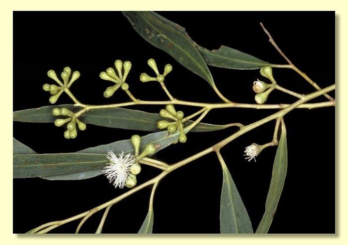 Eucalyptus amygdalina Eucalyptus amygdalina