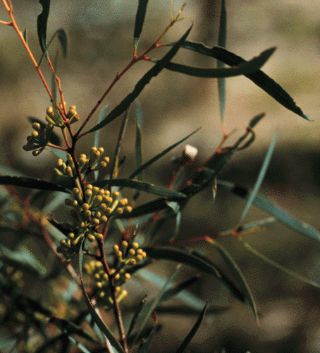 Eucalyptus amygdalina Eucalyptus amygdalina Black peppermint