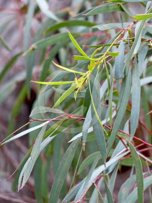 Eucalyptus amygdalina Eucalyptus amygdalina Black Peppermint information amp photos