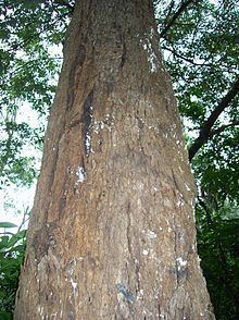 Eucalyptus angophoroides httpsuploadwikimediaorgwikipediacommonsthu