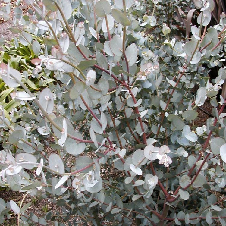 Eucalyptus archeri Eucalyptus archeri Gum tree Plant Finder GreenPlantSwap