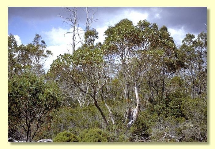 Eucalyptus archeri httpswwwanbggovaucpbrcdkeysEuclidsample