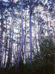 Eucalyptus badjensis httpsuploadwikimediaorgwikipediacommonsthu