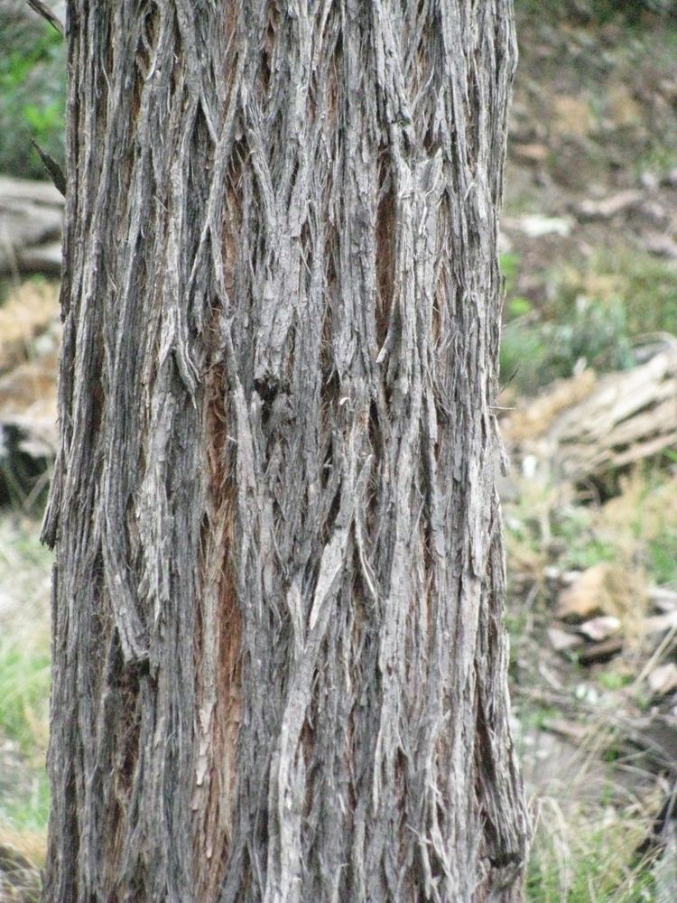 Eucalyptus baxteri Eucalyptus baxteri Brown Stringybark Brown Stringybark Flickr
