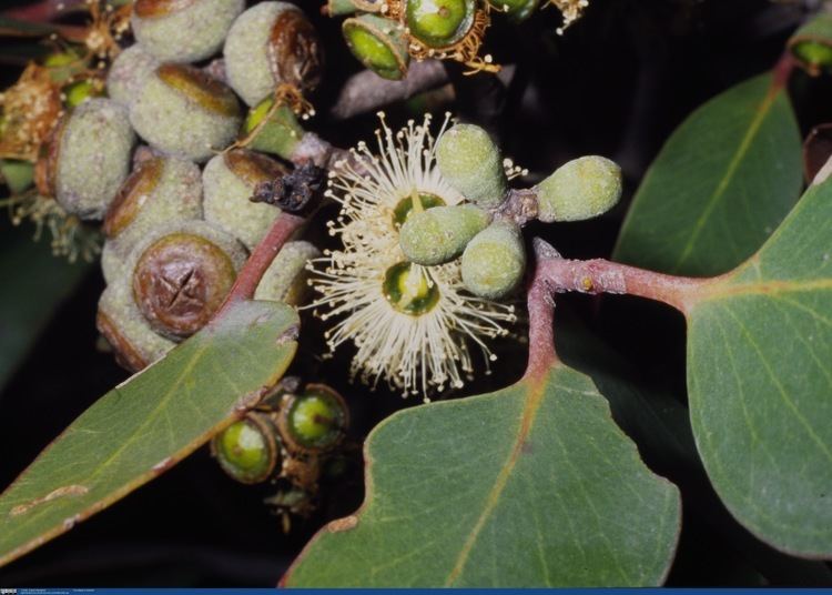 Eucalyptus baxteri Eucalyptus baxteri Wilsons Promontory Virtual Herbarium
