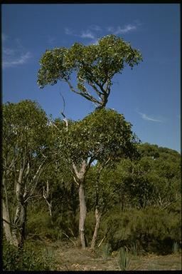 Eucalyptus baxteri Eucalyptus baxteri 103009060212jpg