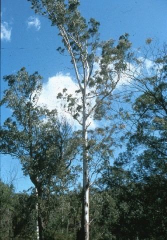 Eucalyptus benthamii Genetic Diversity of Camden White Gum CPBR Summer Studentship
