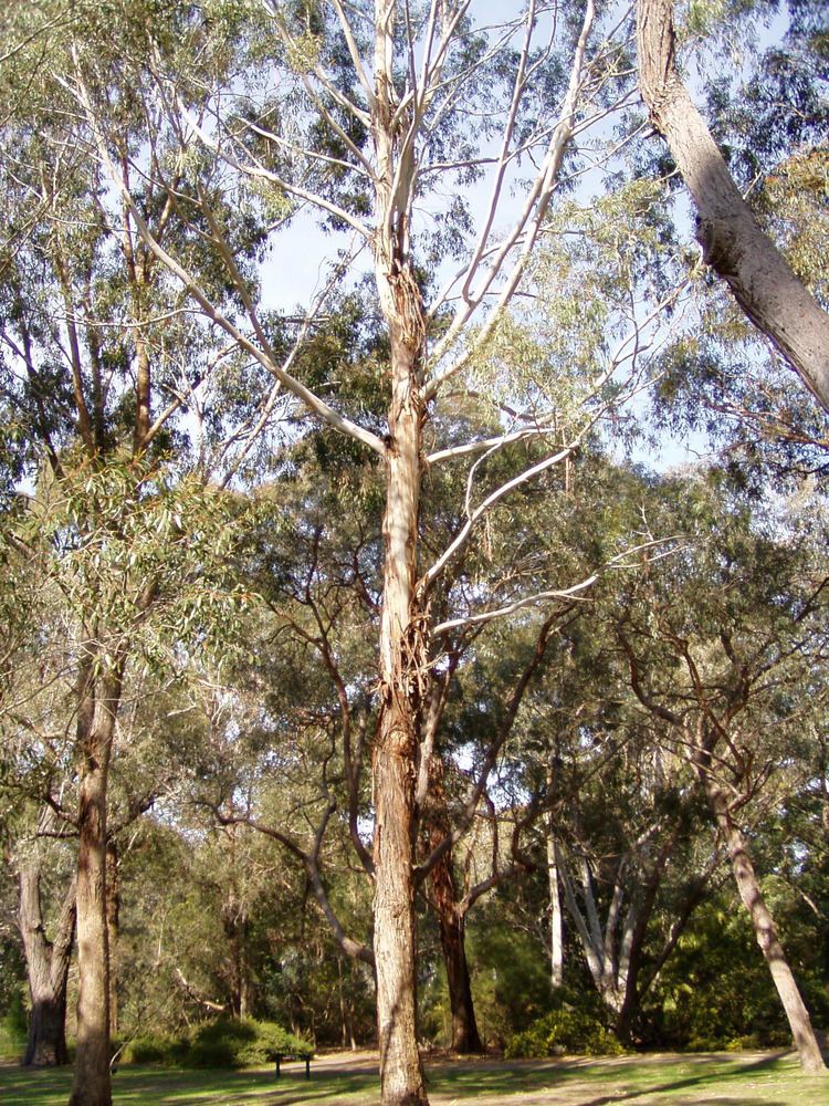 Eucalyptus benthamii FileEucalyptus benthamii 01jpg Wikimedia Commons