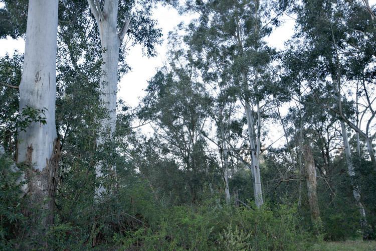 Eucalyptus benthamii MG5439 Camden White Gum Eucalyptus benthamii Fowler Res Flickr