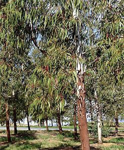 Eucalyptus benthamii Forest 30 Camden White Gum Australian native National