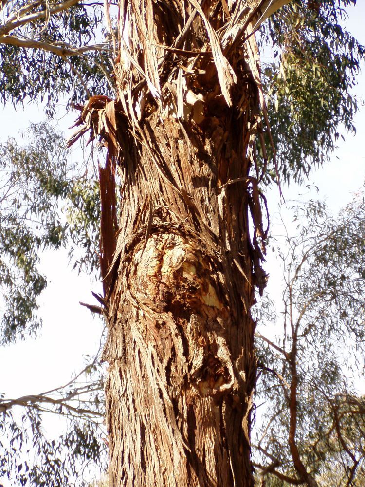 Eucalyptus benthamii FileEucalyptus benthamii 03jpg Wikimedia Commons