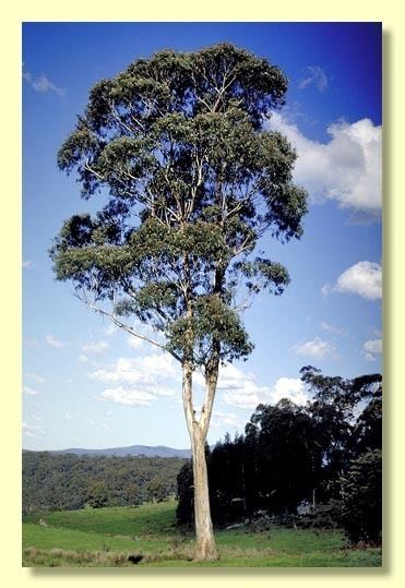Eucalyptus bicostata Eucalyptus globulus subsp bicostata