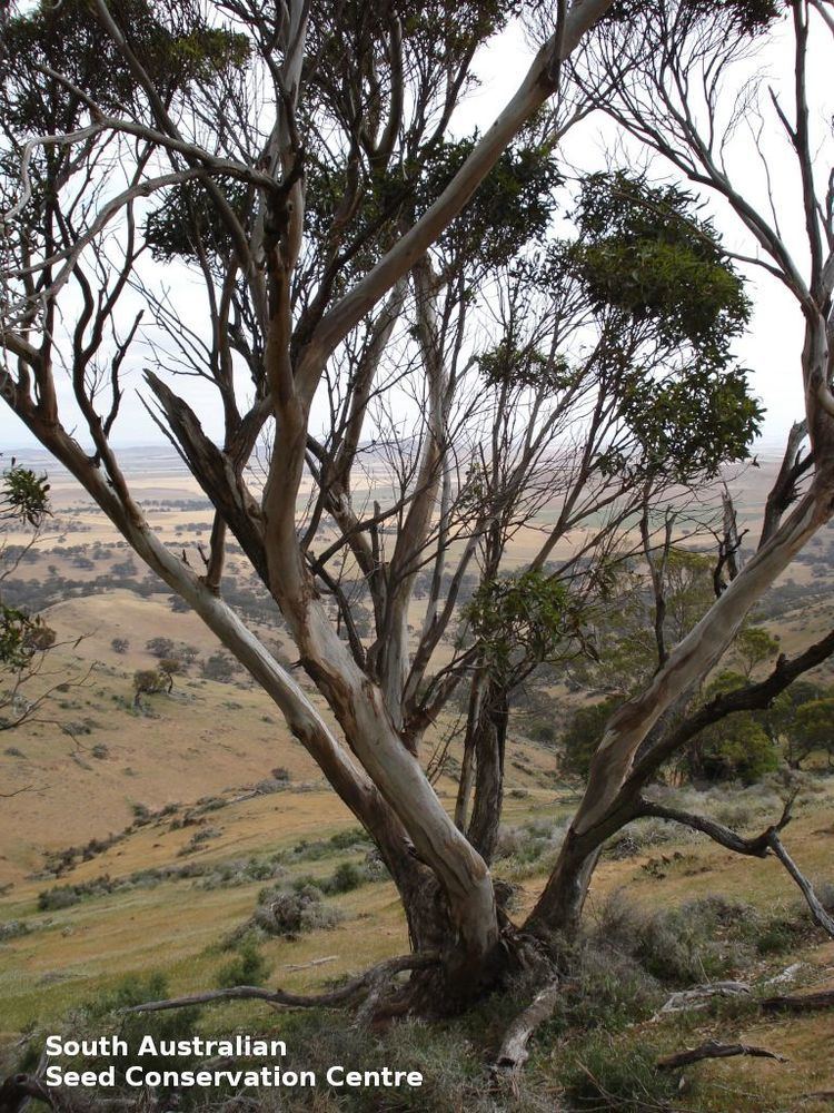 Eucalyptus bicostata Eucalyptus bicostata